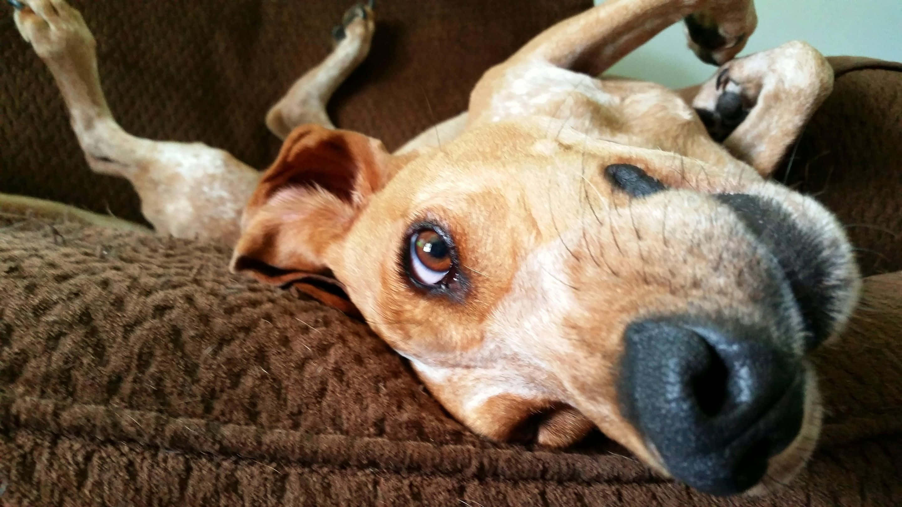 Funny Dog, brown sofa, textured brown couch, 2K Desktop Wallpaper