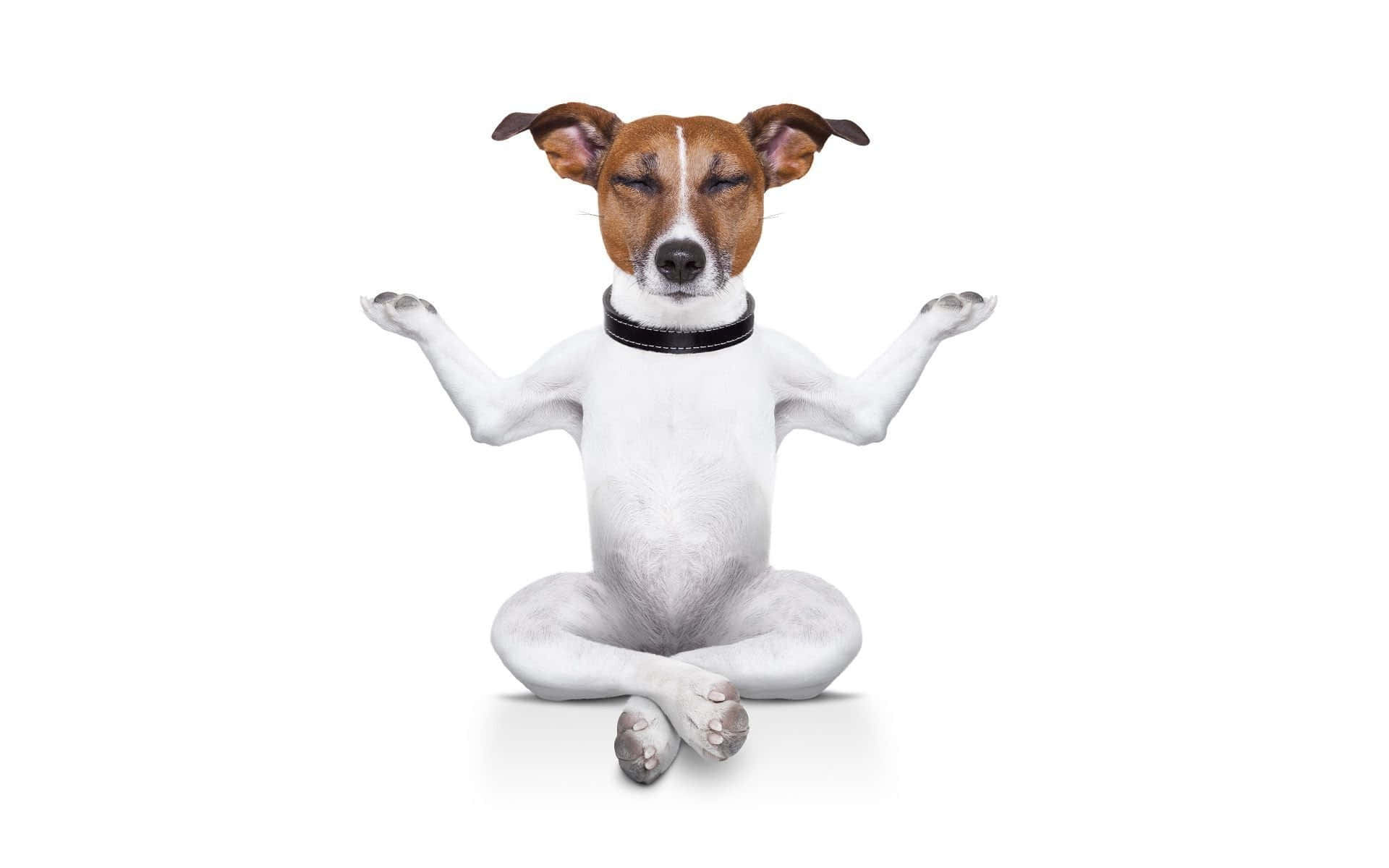 jack russell terrier, yoga pose, cross-legged, Full HD Desktop Wallpaper
