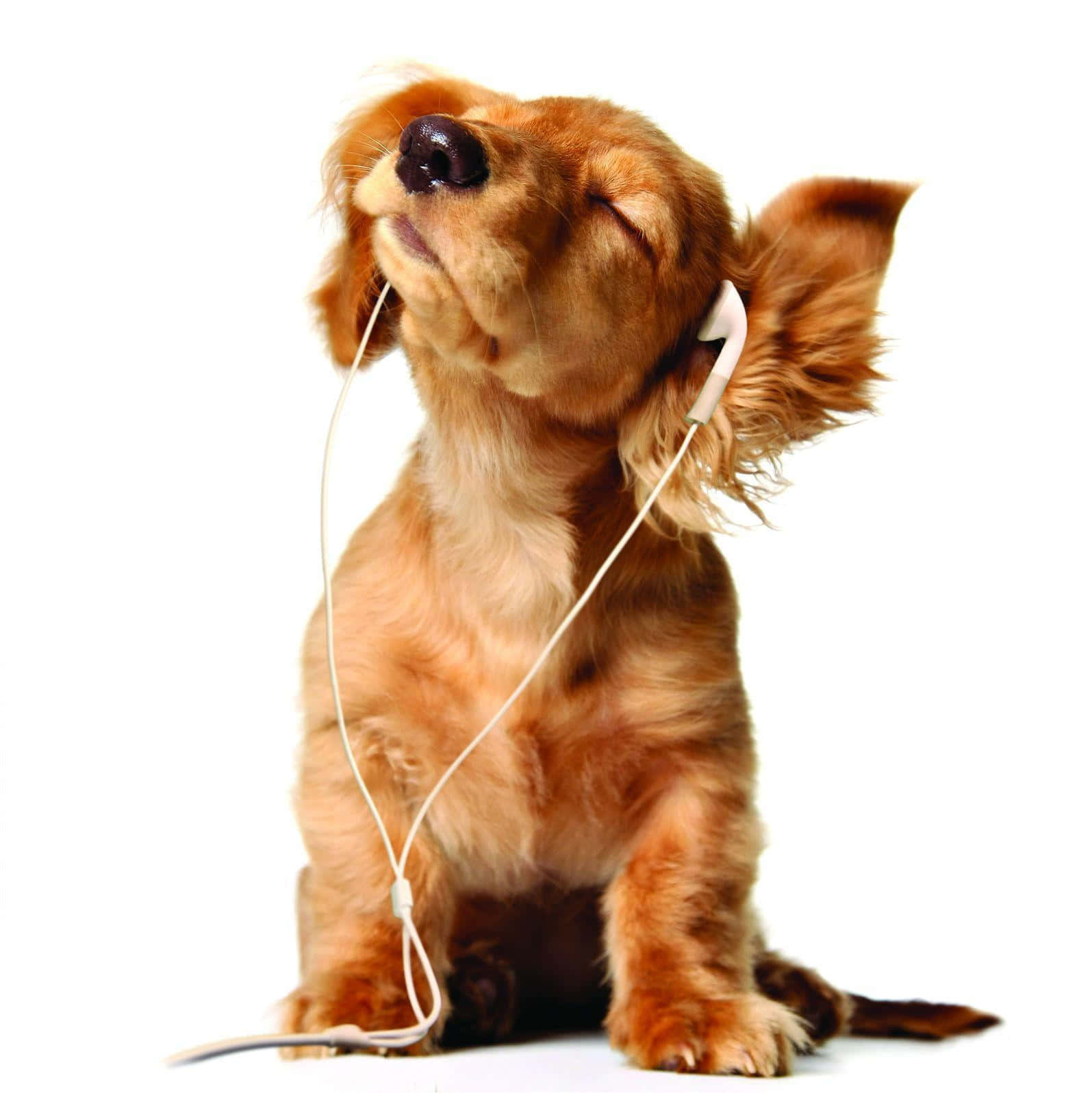 fluffy brown dog, eyes closed, earbuds in ears, HD Phone Wallpaper