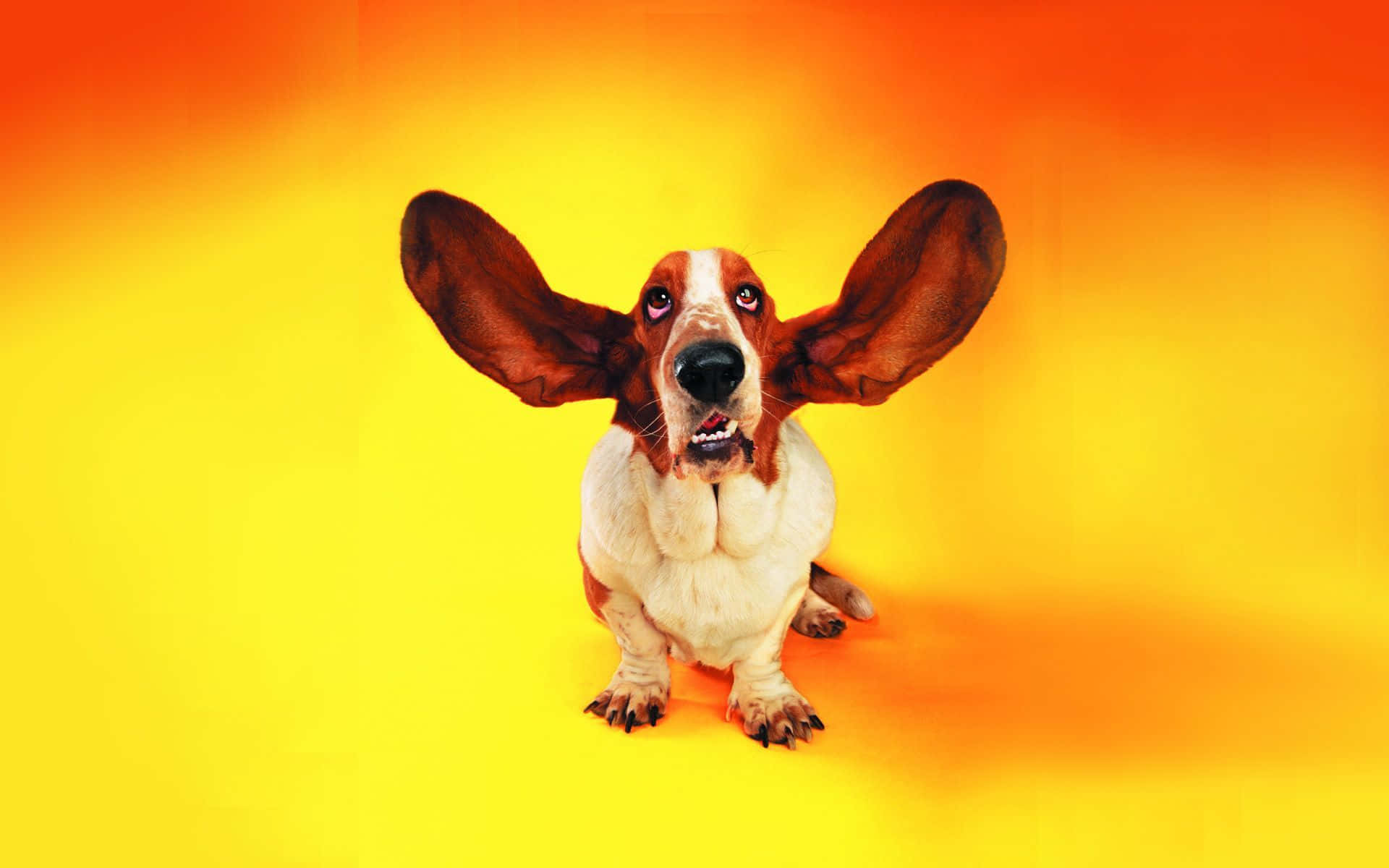 basset hound, oversized floppy ears, vibrant gradient of orange and yellow, Full HD Desktop Wallpaper