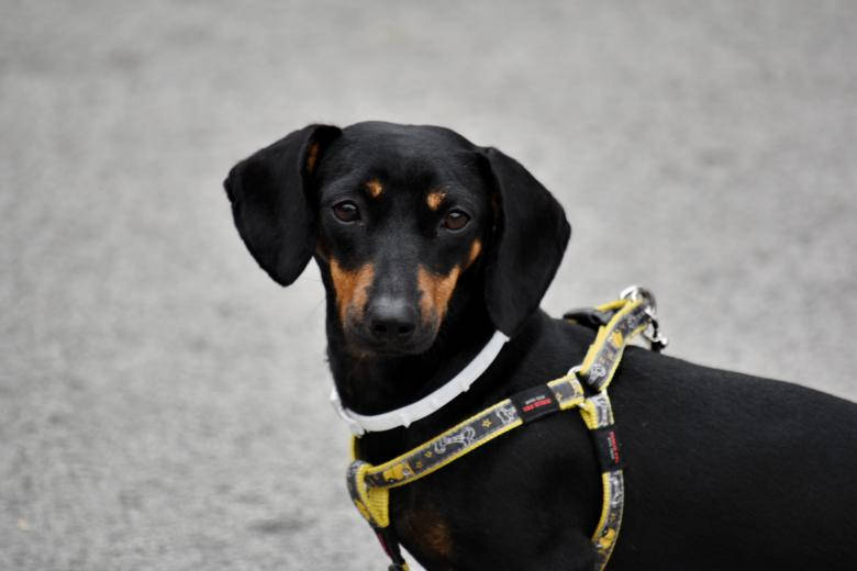 black and tan dachshund, floppy ears, yellow harness, SD Desktop Wallpaper