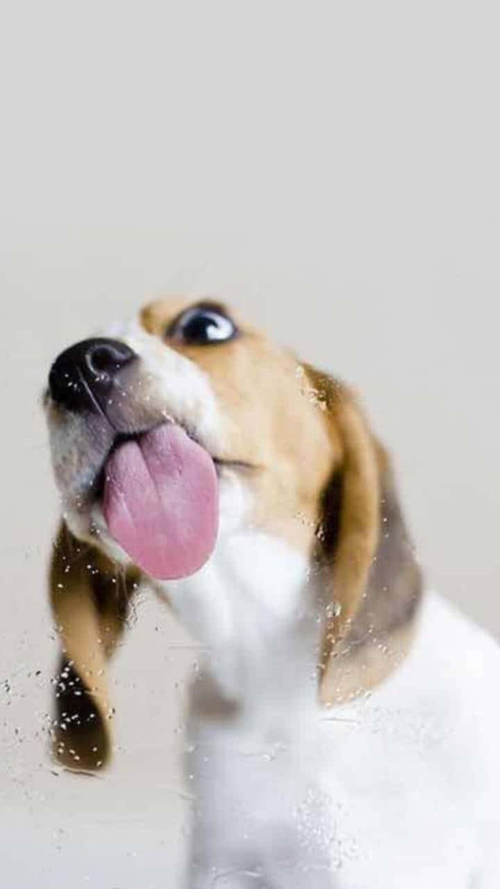beagle, tongue out, water droplets on glass, HD Phone Wallpaper
