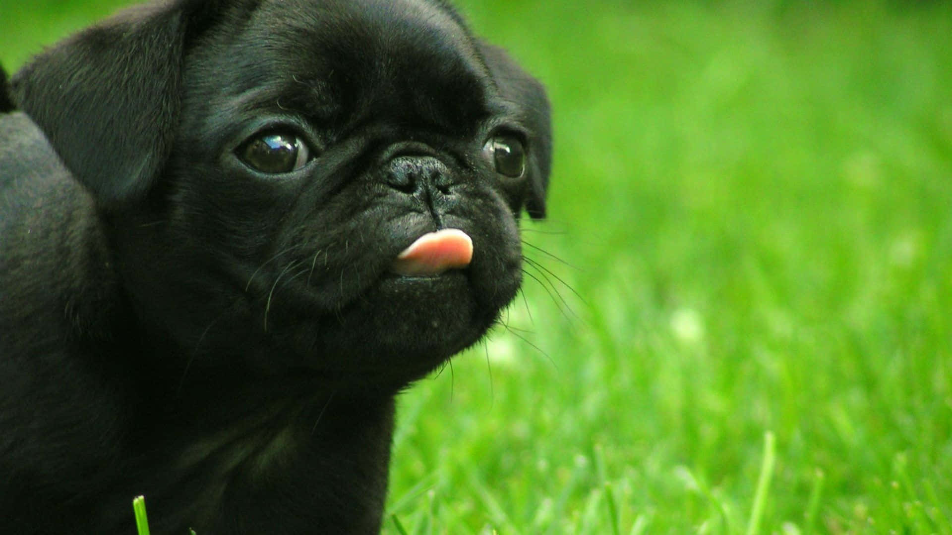 black pug puppy, big eyes, pink tongue, Full HD Desktop Wallpaper