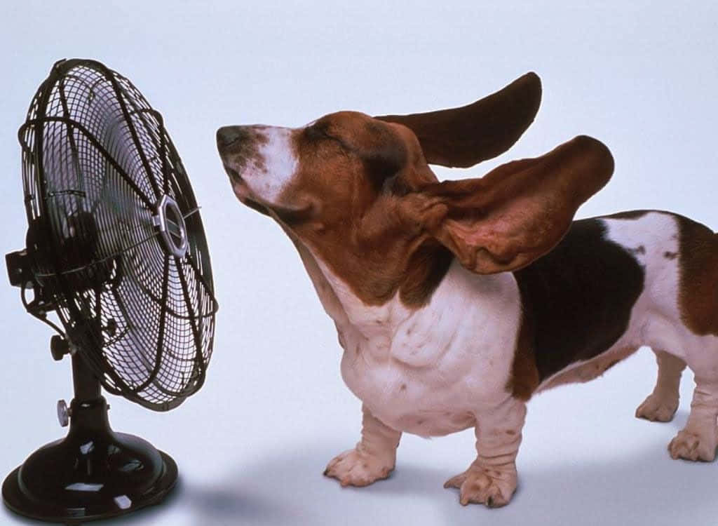 basset hound, droopy ears, black standing fan, SD Desktop Wallpaper