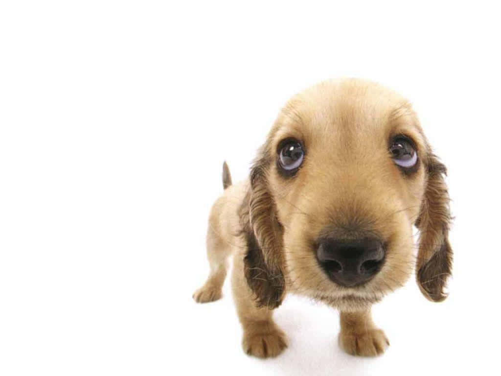 tan dachshund puppy, big soulful eyes, pure white background, SD Desktop Wallpaper