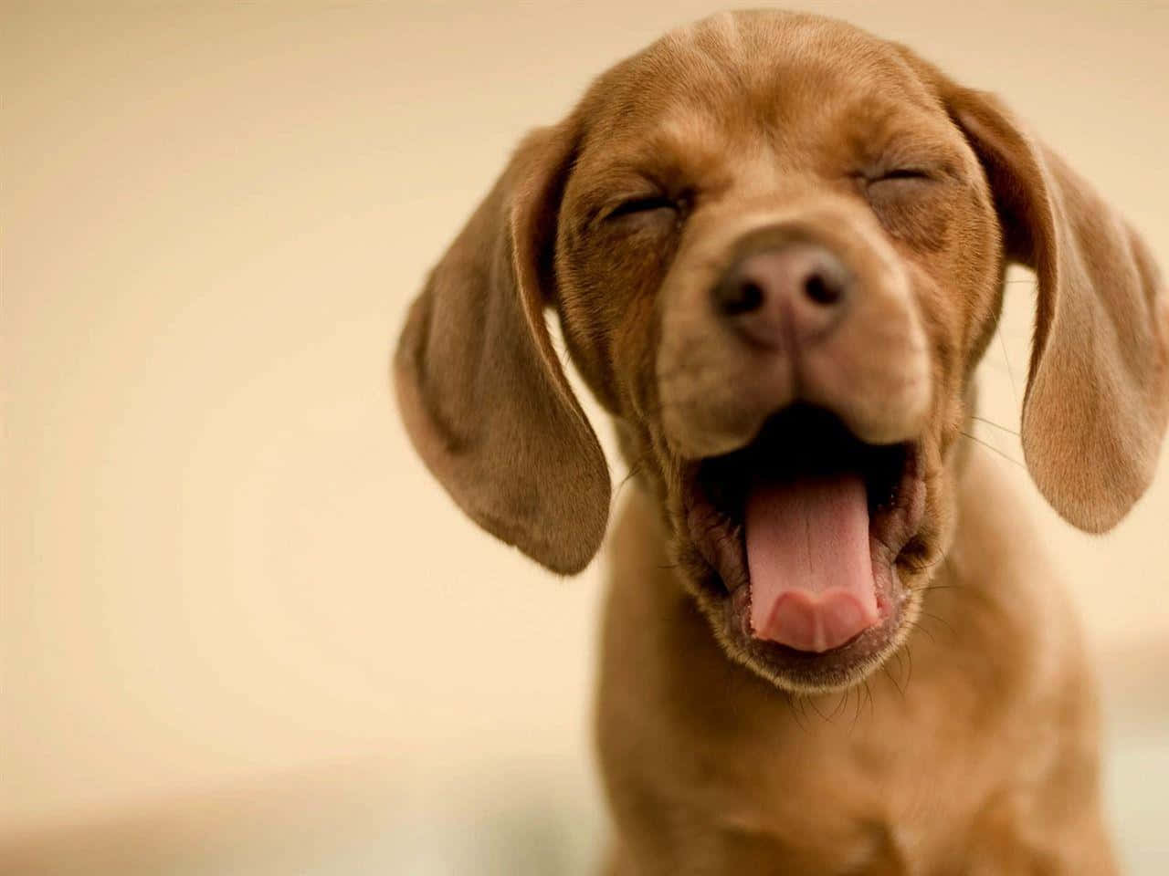 brown puppy, yawning widely, tongue out, HD Desktop Wallpaper