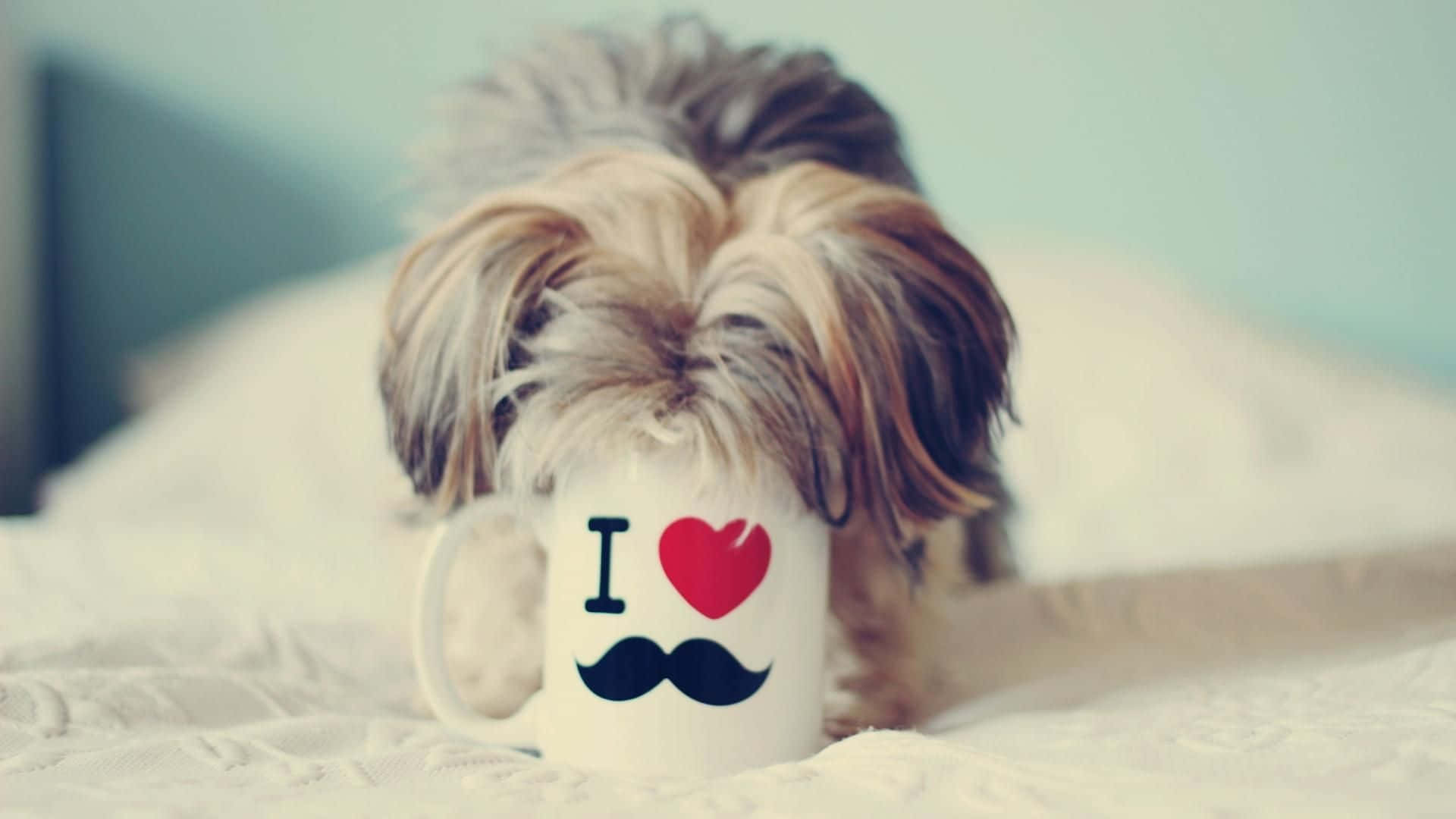 fluffy dog, long hair, white mug, Full HD Desktop Wallpaper