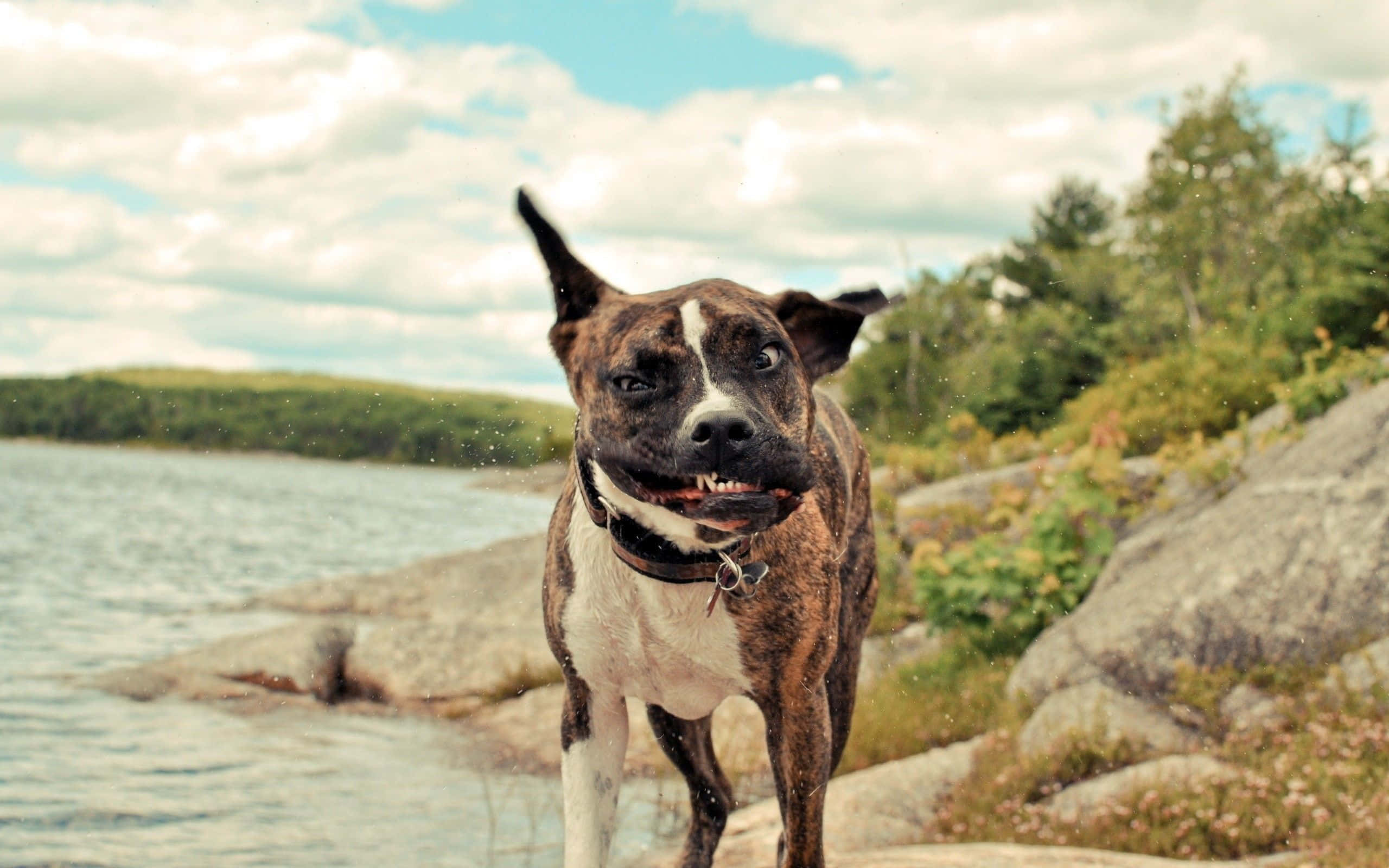 brindle and white dog, collar, rocky shore, 2K Desktop Wallpaper