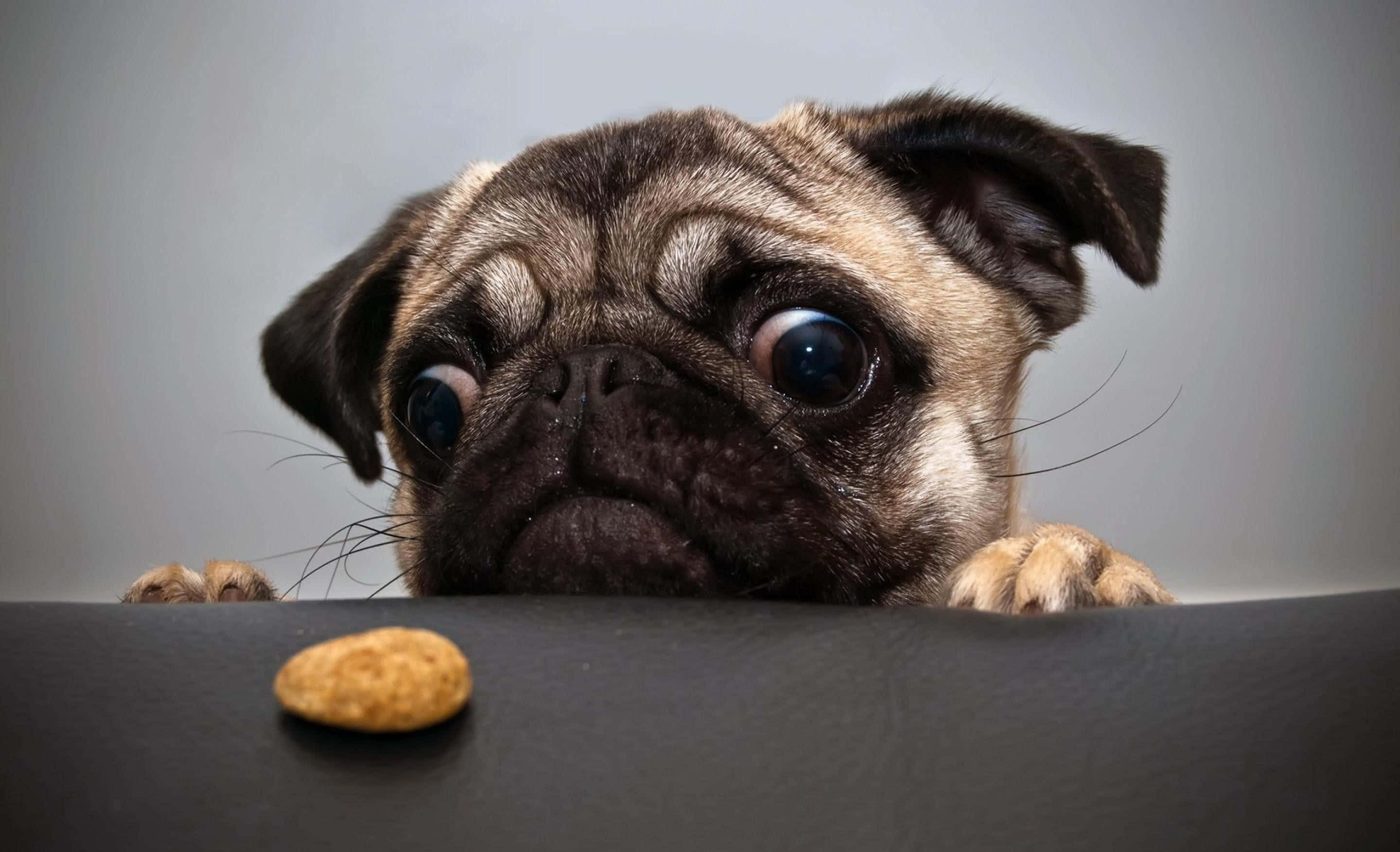 pug dog, dark surface, treat, 2K Desktop Wallpaper