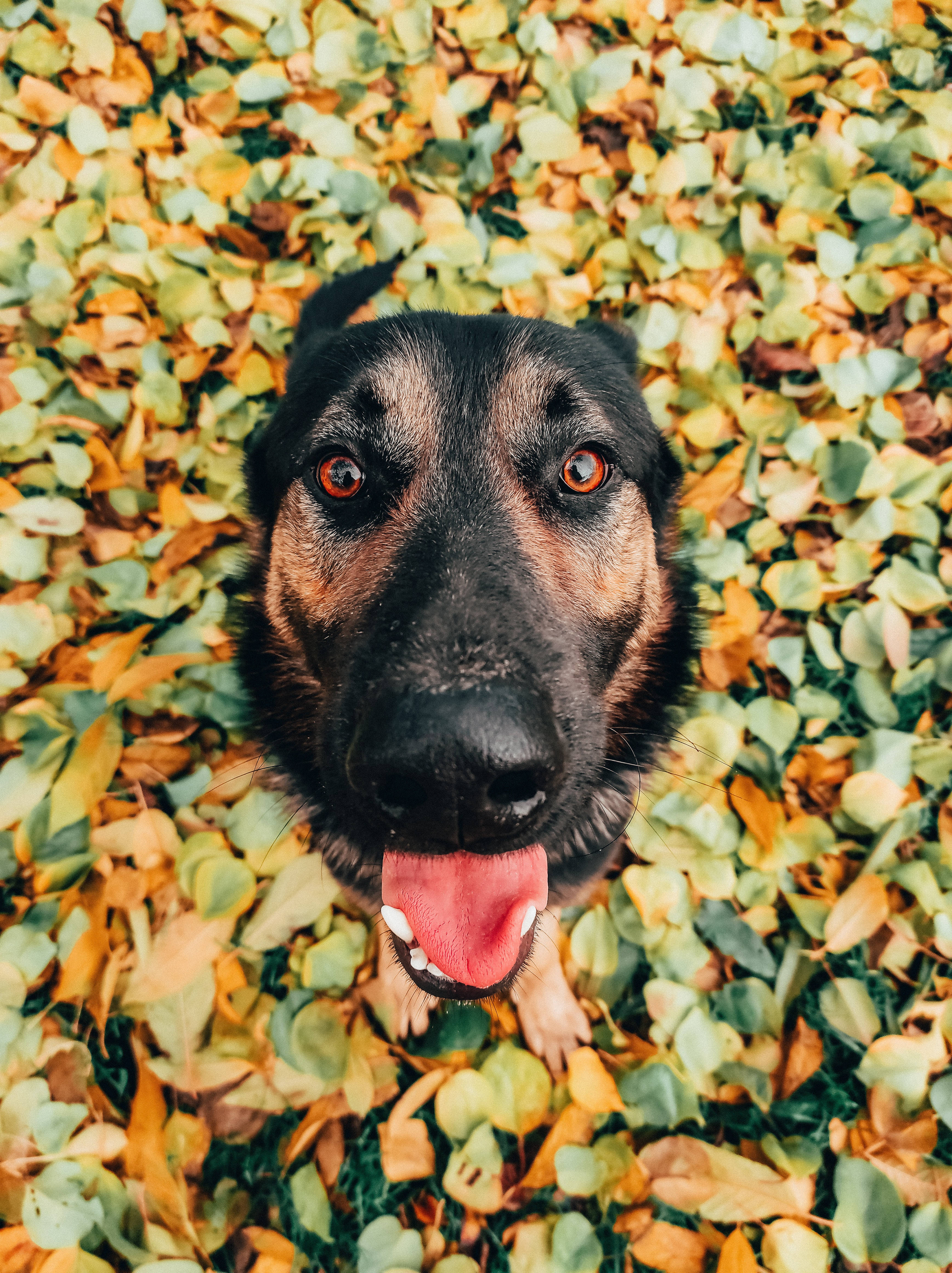 German Shepherd dog, bright amber eyes, pink tongue, 4K Phone Wallpaper