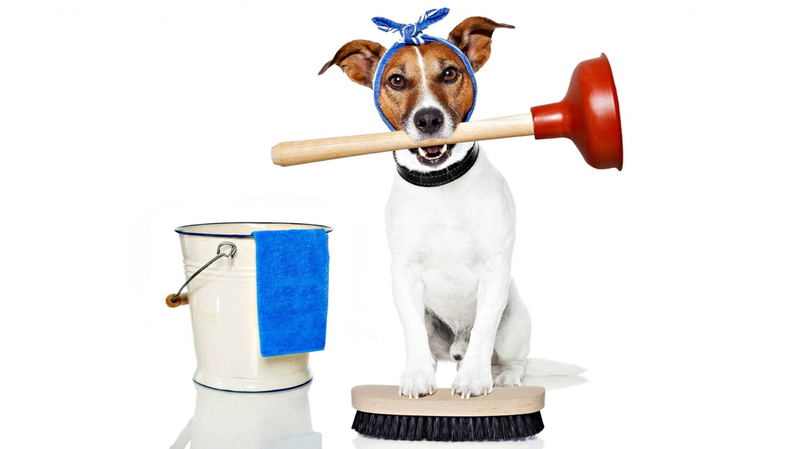 jack russell terrier, blue bandana, red plunger, 2K Desktop Wallpaper