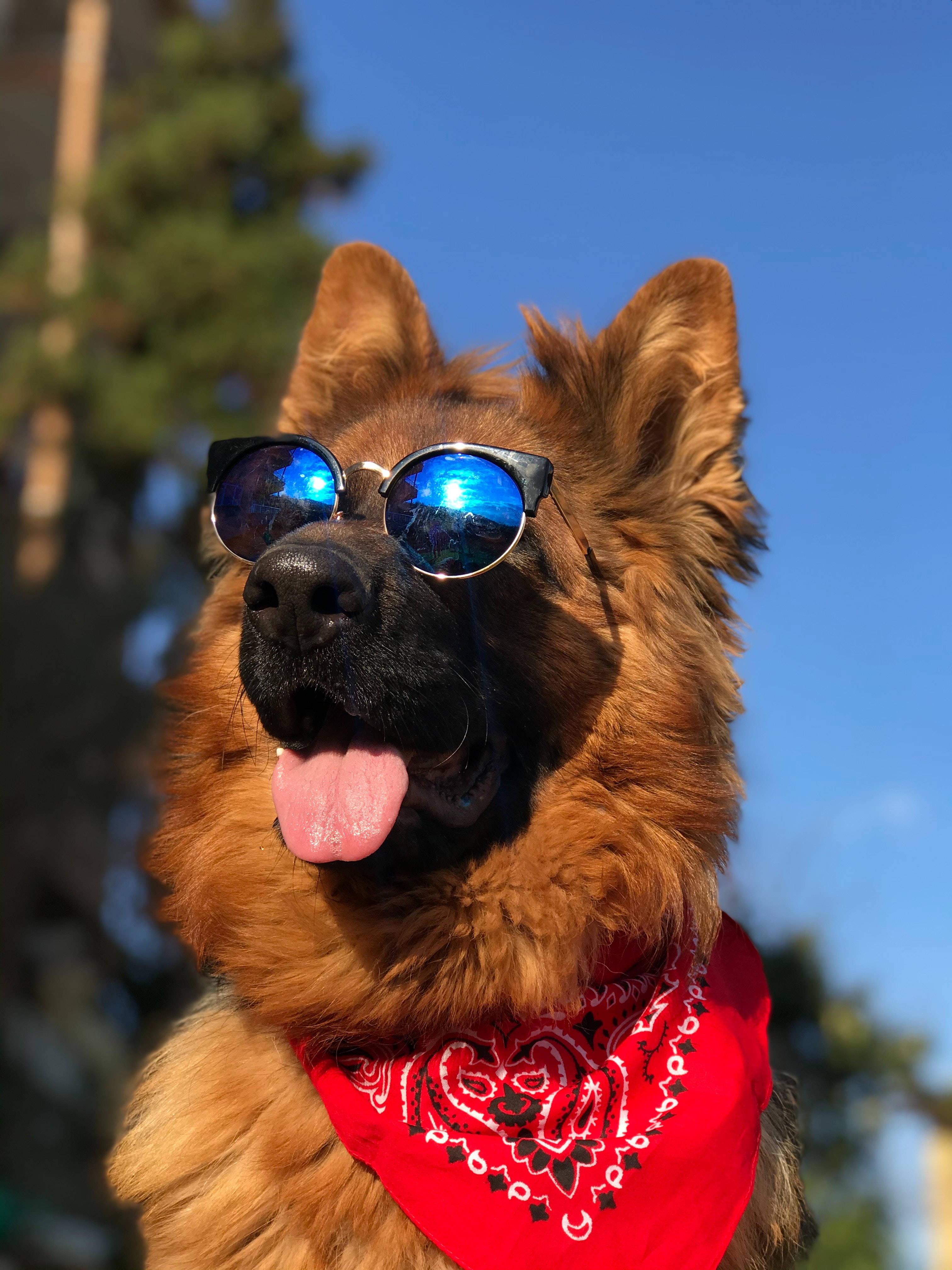 German Shepherd dog, blue mirrored sunglasses, red bandana, 4K Phone Wallpaper