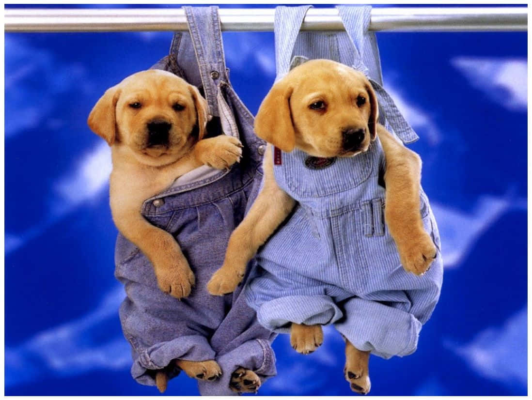 yellow Labrador puppies, denim overalls, rod, SD Desktop Wallpaper