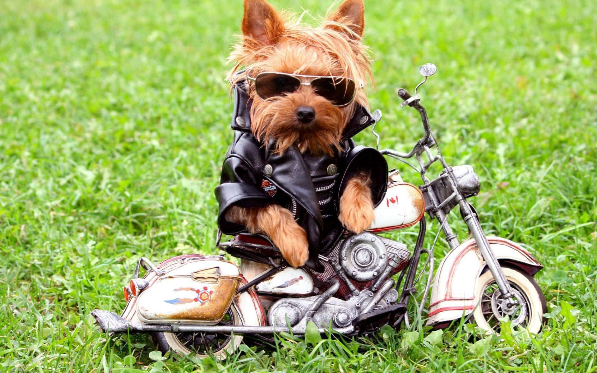 Yorkshire terrier, sunglasses, leather jacket, Full HD Desktop Wallpaper