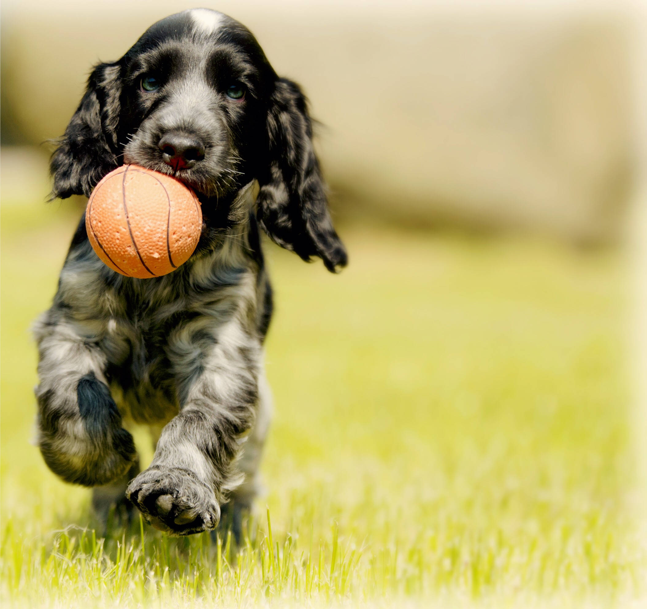black and white puppy, vibrant green grass, orange basketball, Full HD Desktop Wallpaper