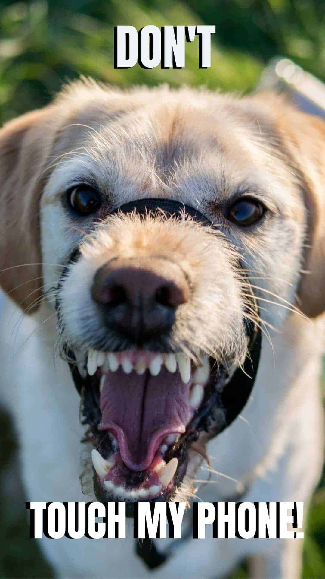 funny dog, muzzle, sharp teeth, Full HD Phone Wallpaper