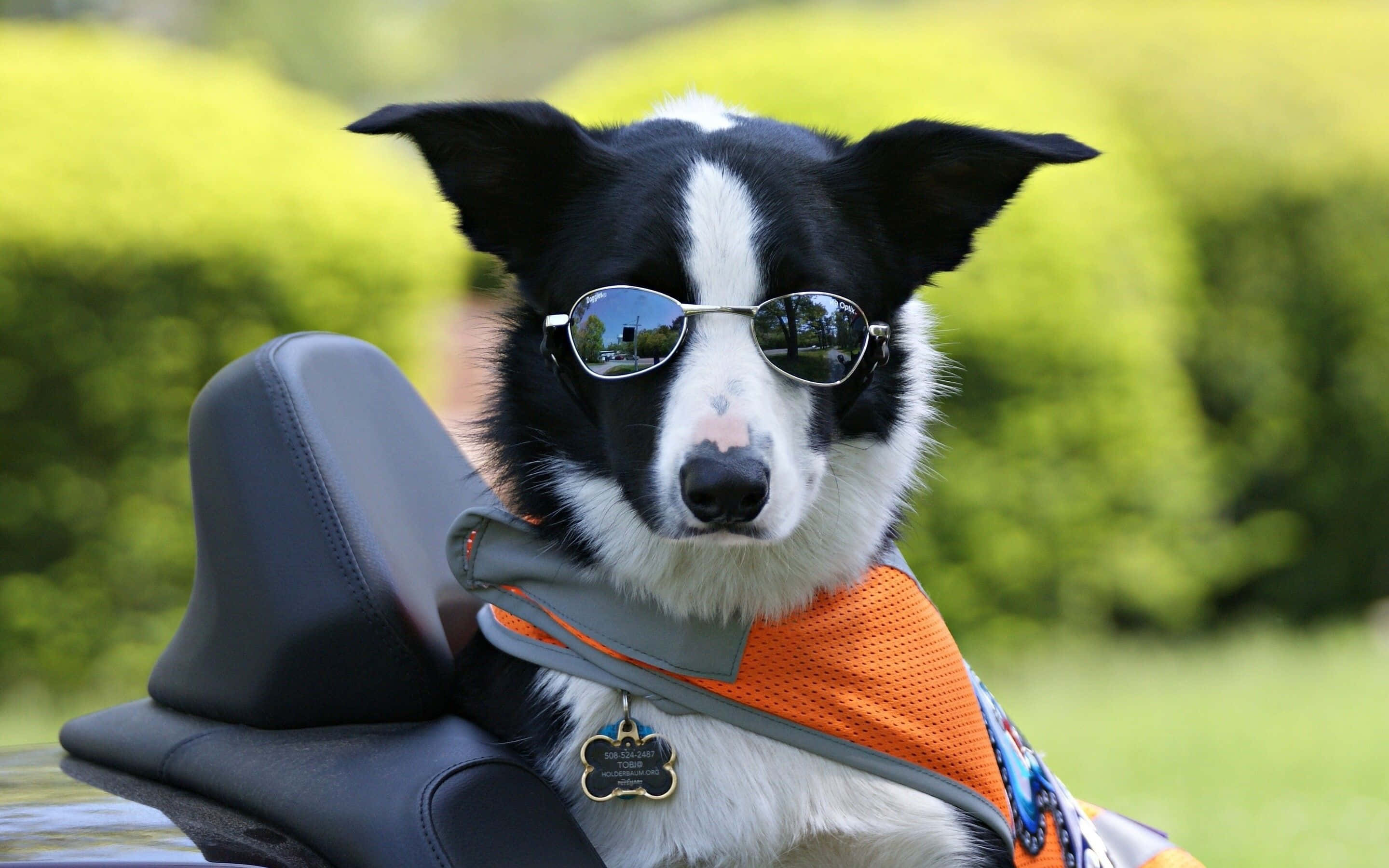 black and white dog, sunglasses, orange vest, 2K Desktop Wallpaper