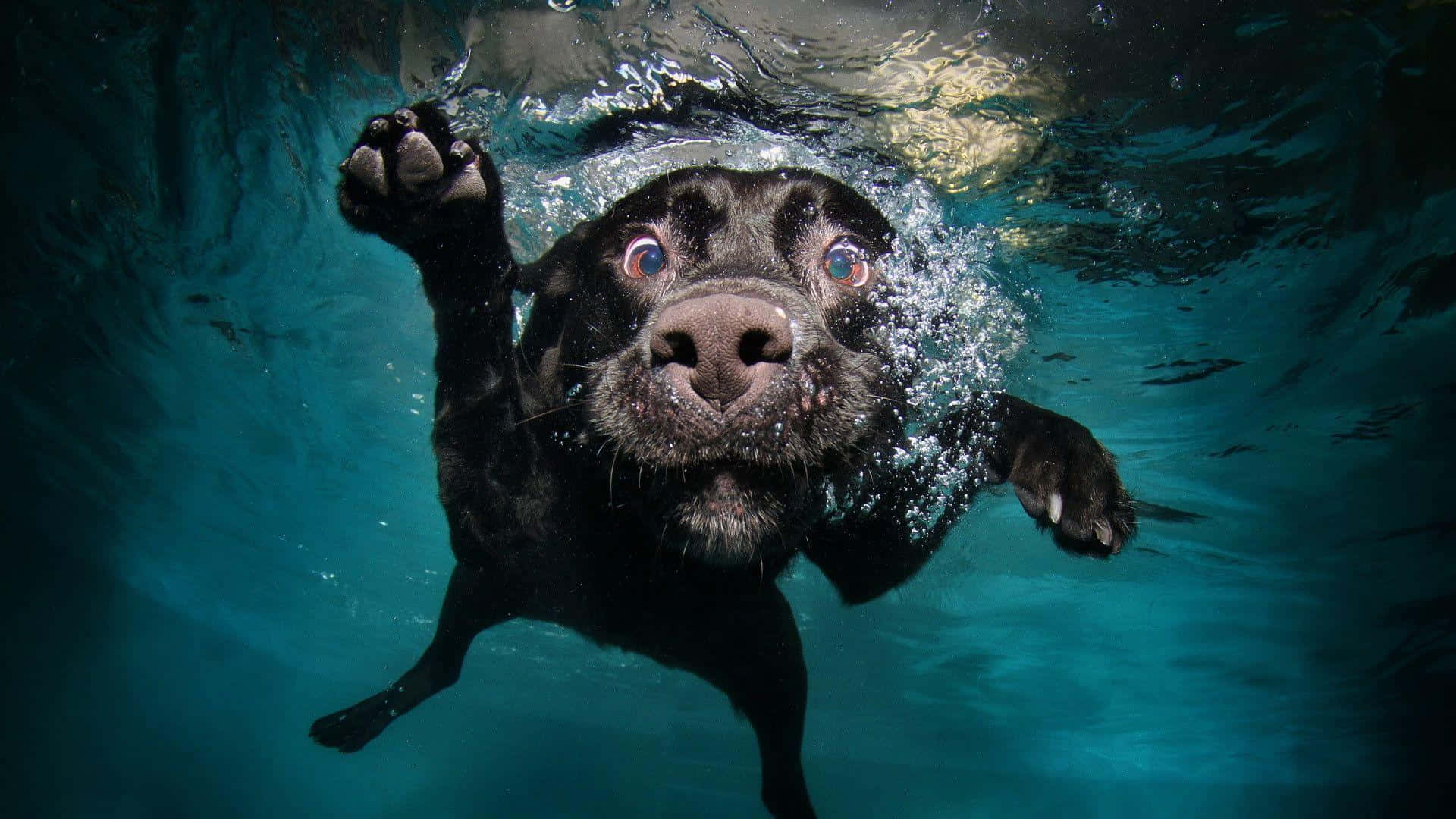 Black Funny Dog, swims underwater, wide eyes, Full HD Desktop Wallpaper