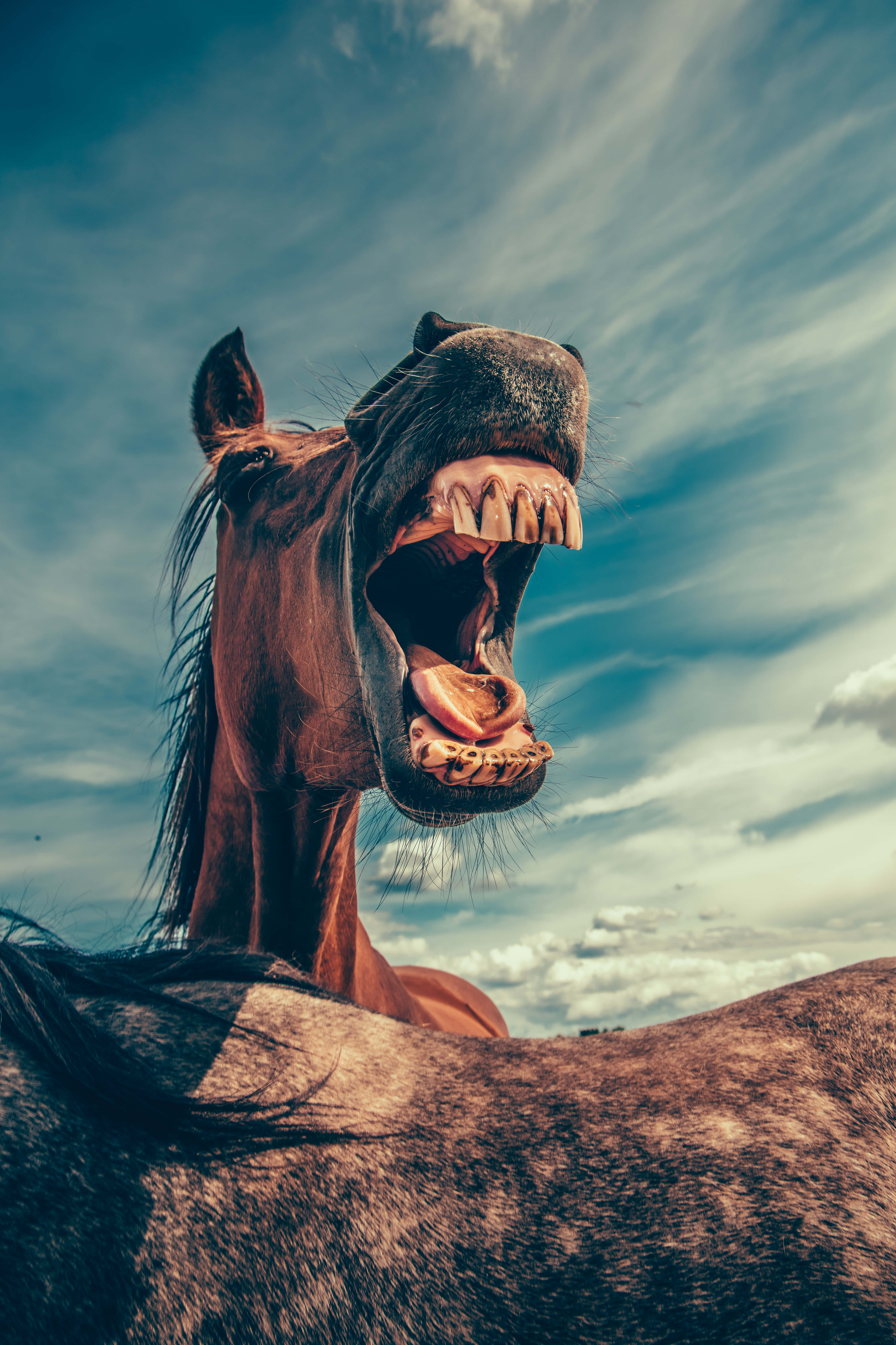hilarious horse face, brown horse, wide open mouth, 8K Phone Wallpaper