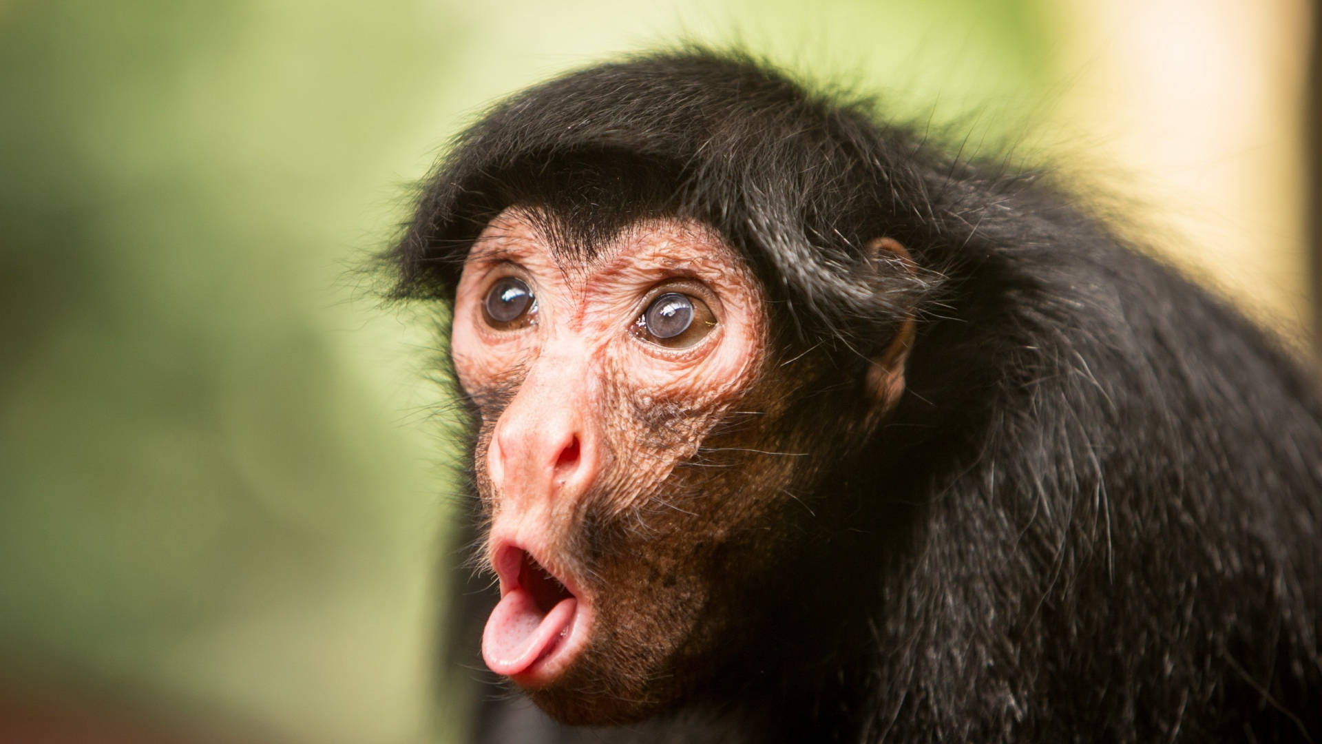 monkey, black-furred, wide eyes, Full HD Desktop Wallpaper