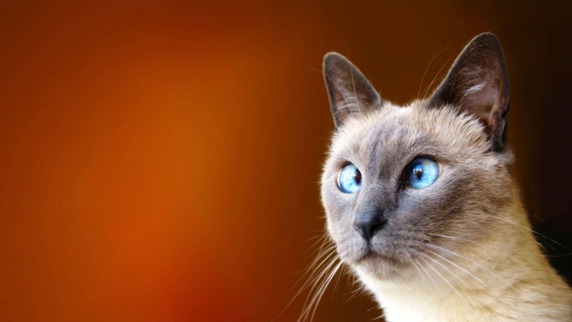 Siamese cat, blue eyes, warm gradient orange background, Full HD Desktop Wallpaper