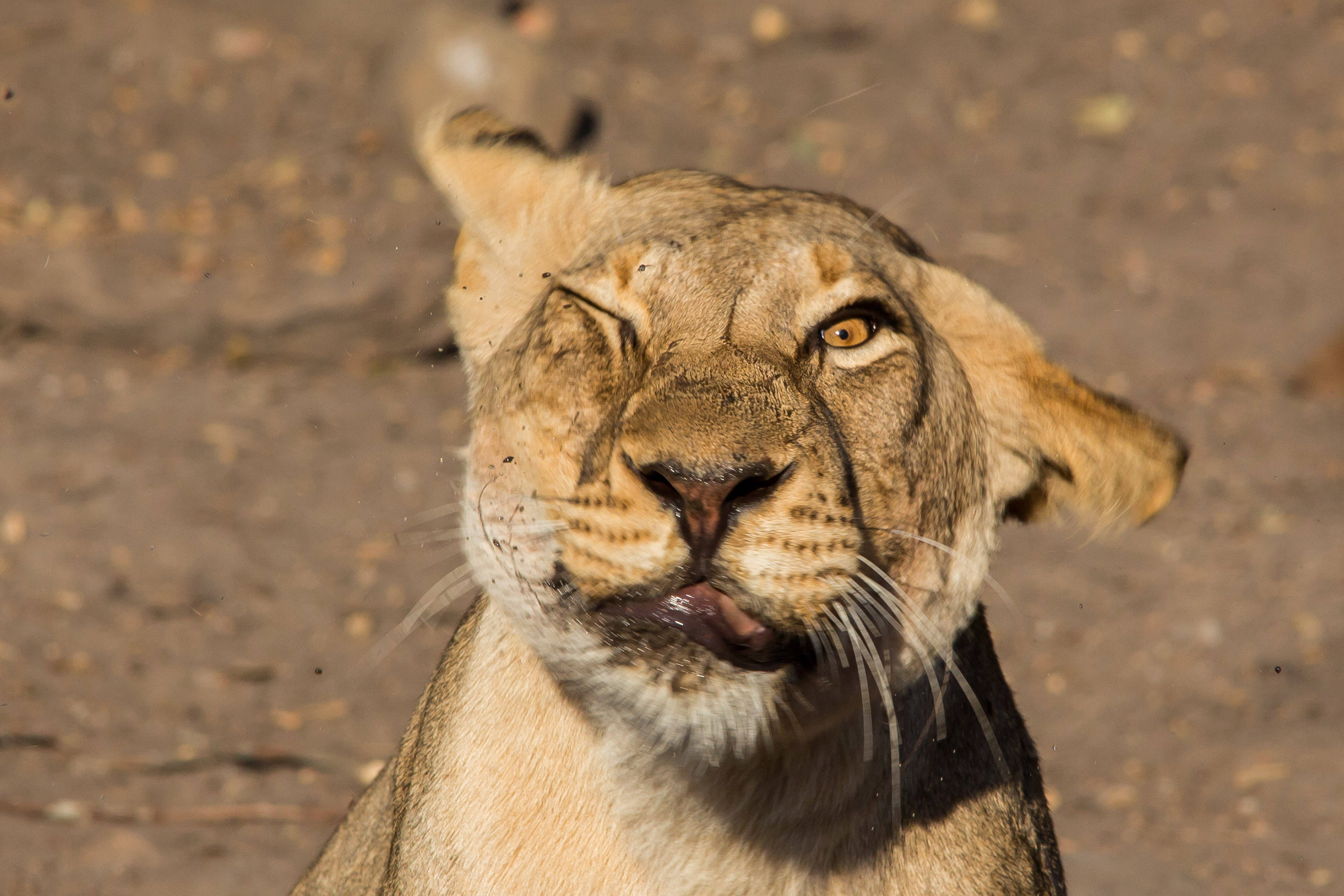 lioness, one eye closed, tongue out, 4K Desktop Wallpaper
