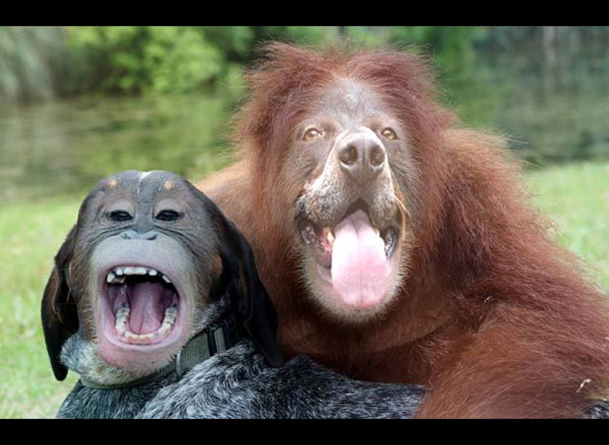 orangutan, dog, yawn, Full HD Desktop Wallpaper