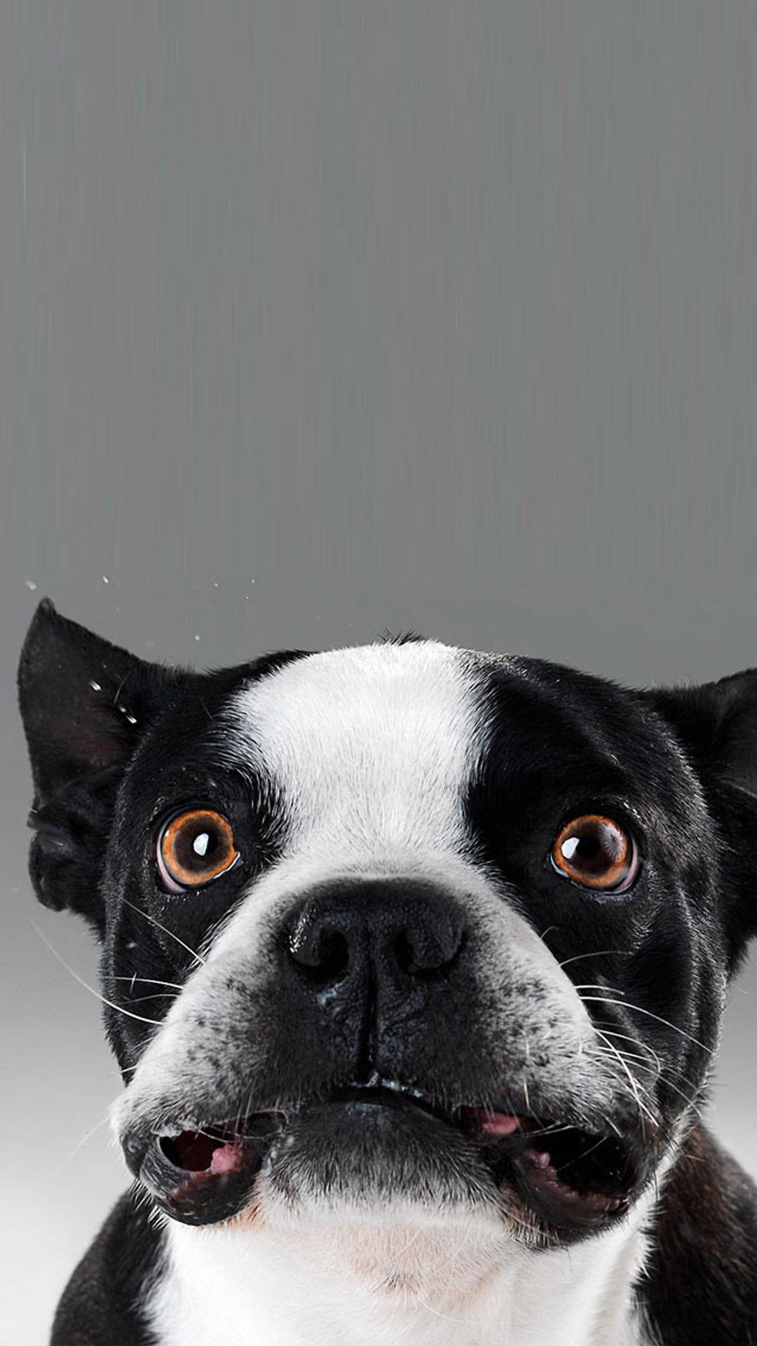 Boston Terrier, black and white, wide brown eyes, Full HD Phone Wallpaper