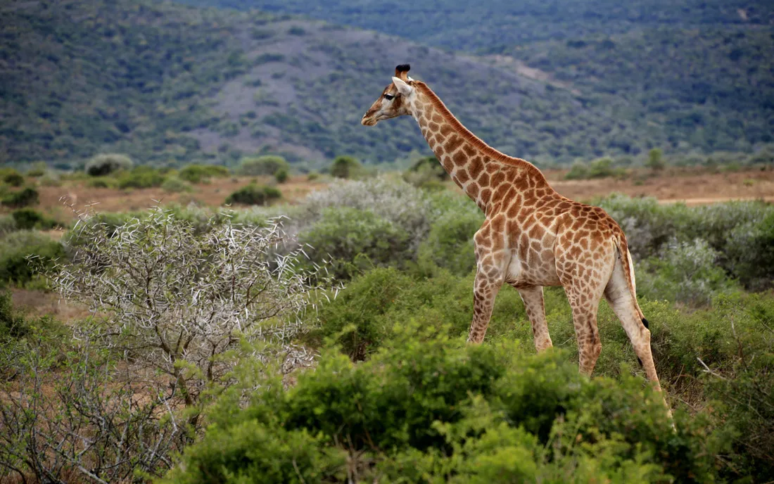 Funny Giraffe