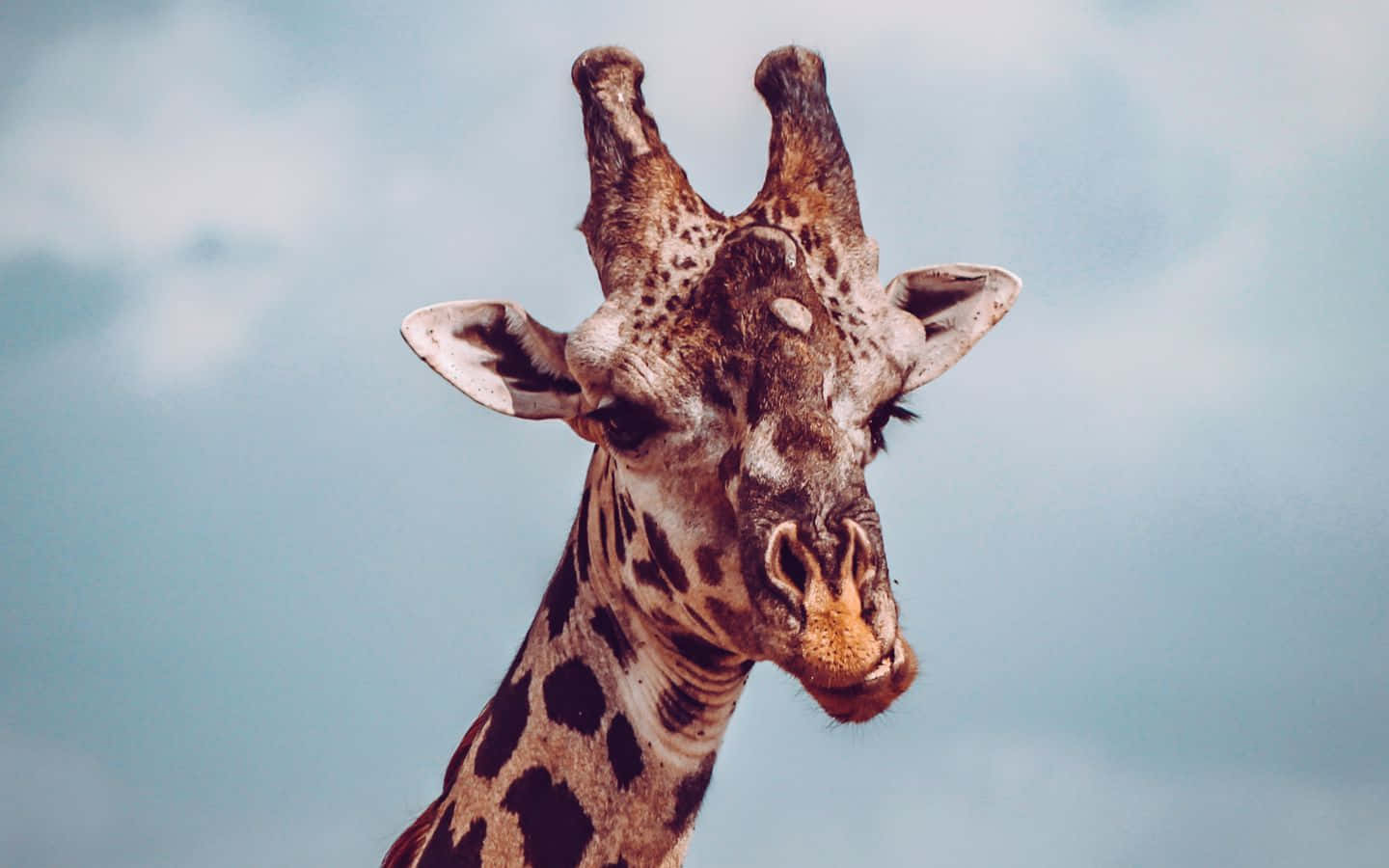 Funny Giraffe, giraffe, soft blue sky, HD Desktop Wallpaper
