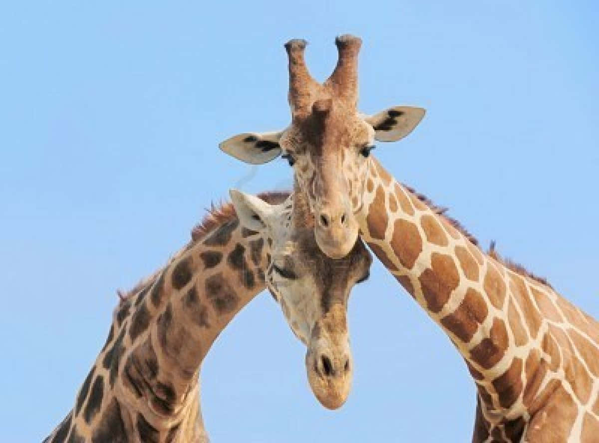 funny giraffe, giraffes, clear blue sky, SD Desktop Wallpaper