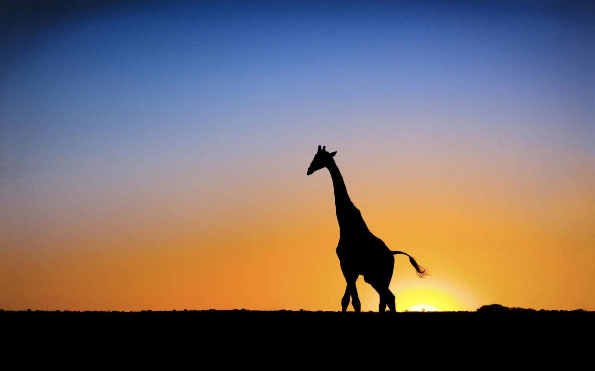 Funny Giraffe, silhouette, vibrant sunset sky, Full HD Desktop Wallpaper