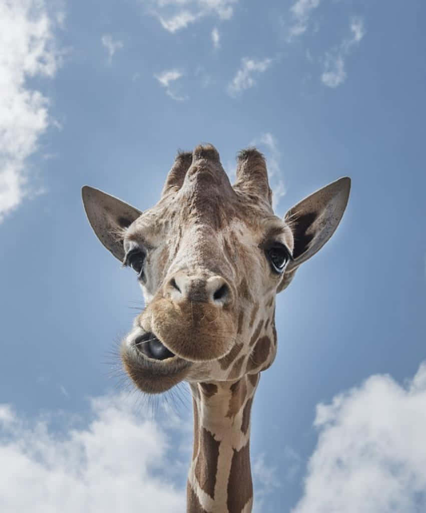 funny giraffe, giraffe, bright blue sky, SD Phone Wallpaper