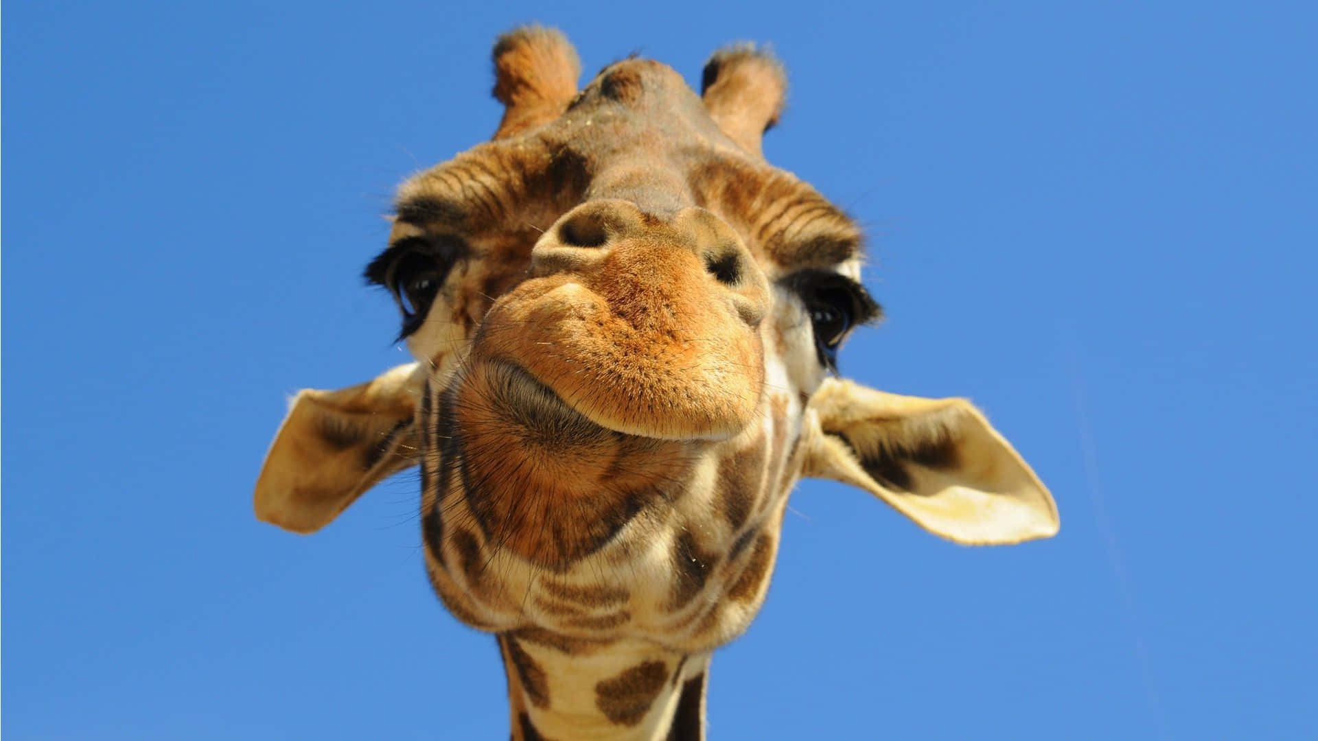 Funny Giraffe, giraffe, clear blue sky, Full HD Desktop Wallpaper