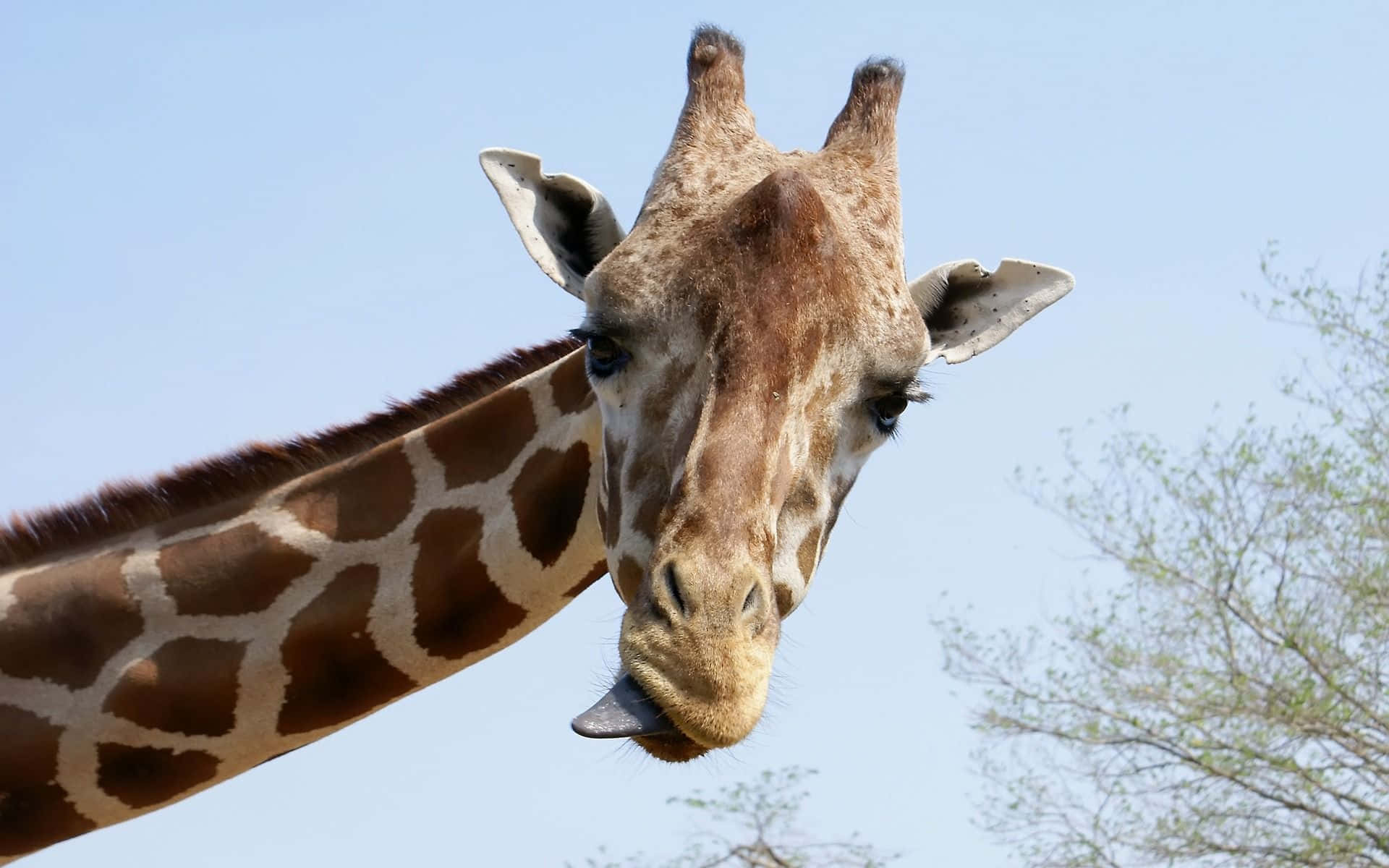 Funny Giraffe, giraffe, clear blue sky, Full HD Desktop Wallpaper