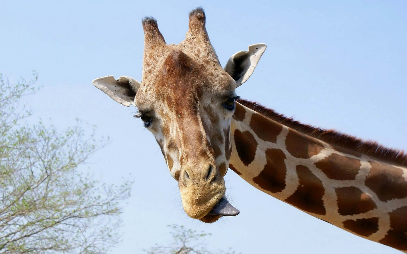 Funny Giraffe, giraffe, clear blue sky, HD Desktop Wallpaper