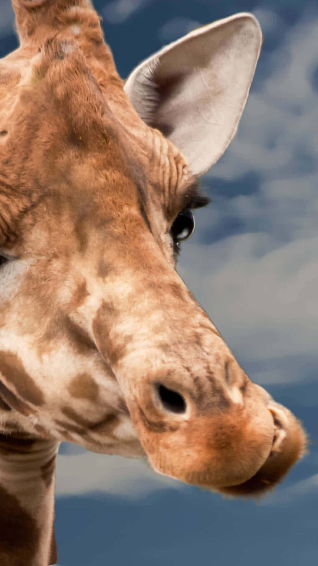 Funny Giraffe, brown, close-up shot, Full HD Phone Wallpaper