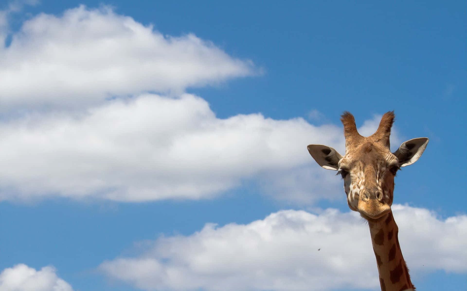 Funny Giraffe, giraffe, fluffy white clouds, Full HD Desktop Wallpaper