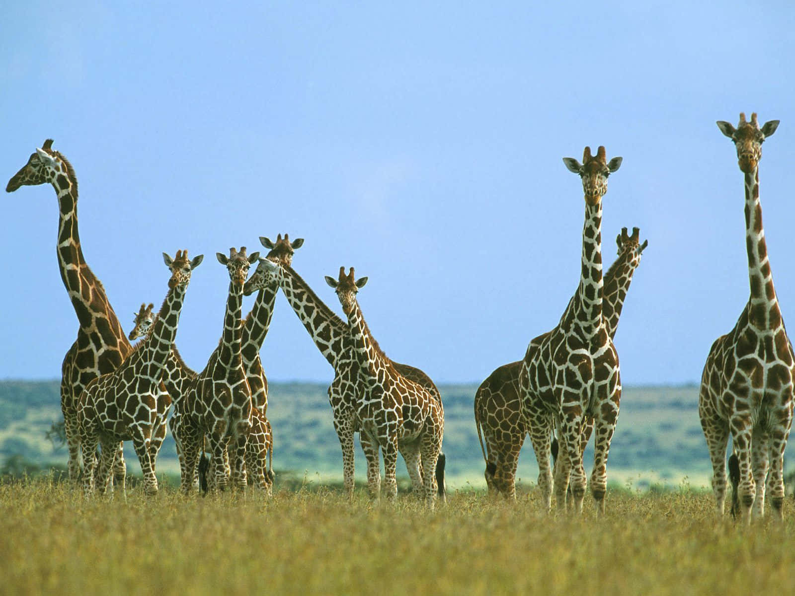 Funny Giraffe, herd of giraffes, sunlit savanna, HD Desktop Wallpaper