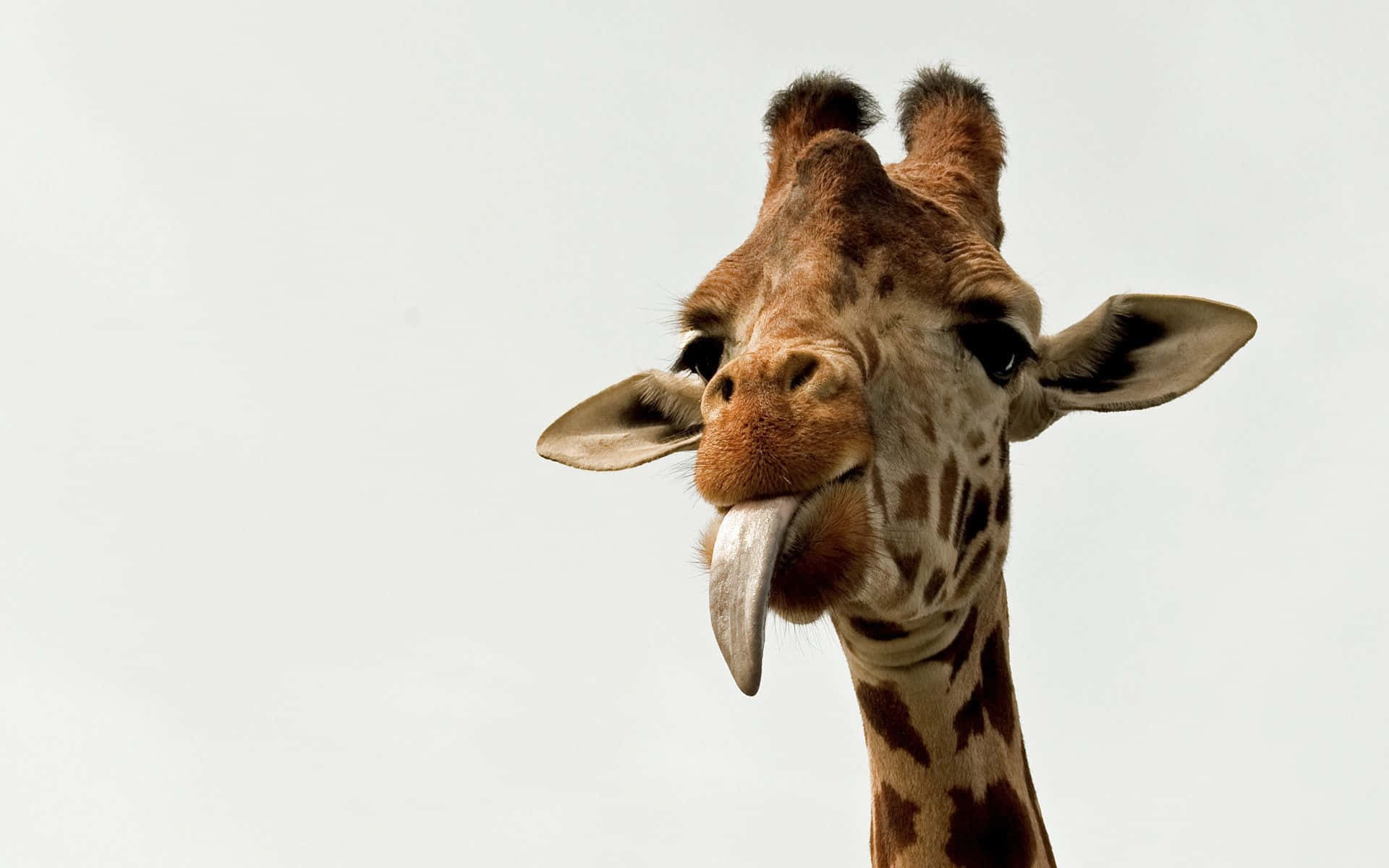 funny giraffe, pink tongue, light gray background, Full HD Desktop Wallpaper