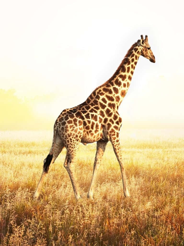 Funny Giraffe, golden grass, warm glowing sky, SD Phone Wallpaper