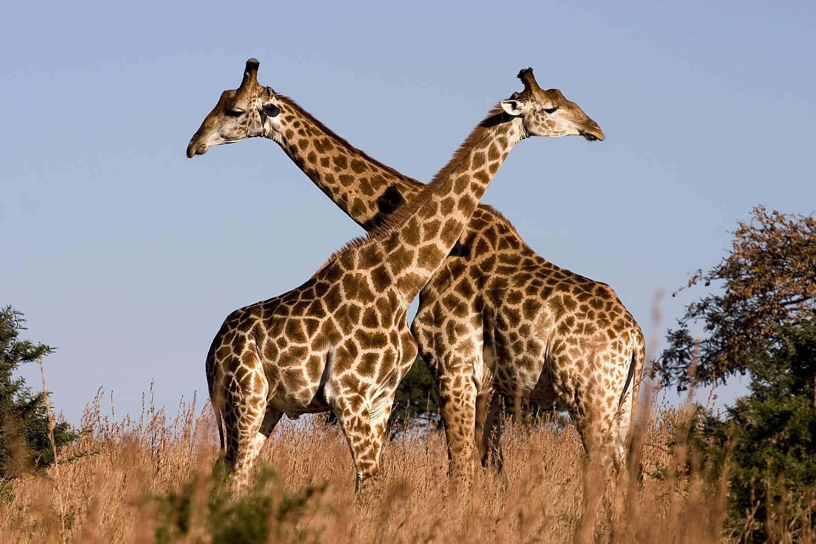 Funny Giraffe, golden grass, clear blue sky, HD Desktop Wallpaper