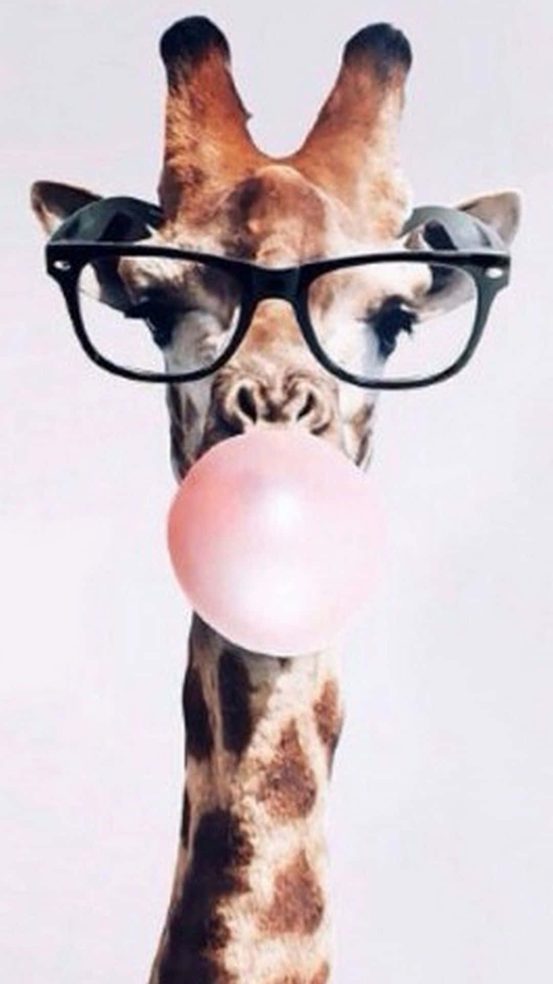 Funny Giraffe, black-rimmed glasses, pink bubblegum bubble, Full HD Phone Wallpaper