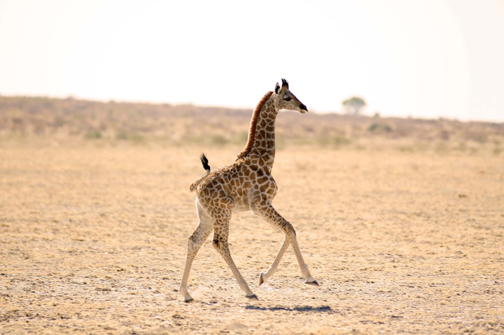 Funny Giraffe, savanna, hazy sky, Full HD Desktop Wallpaper
