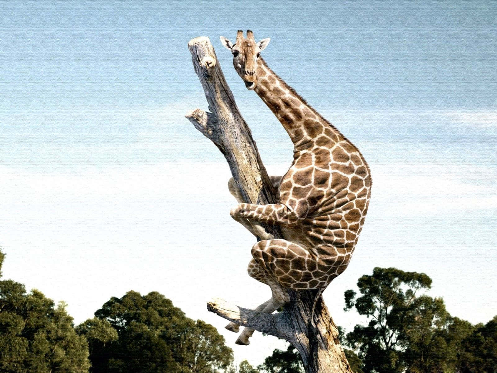 funny giraffe, weathered tree trunk, clear blue sky, HD Desktop Wallpaper