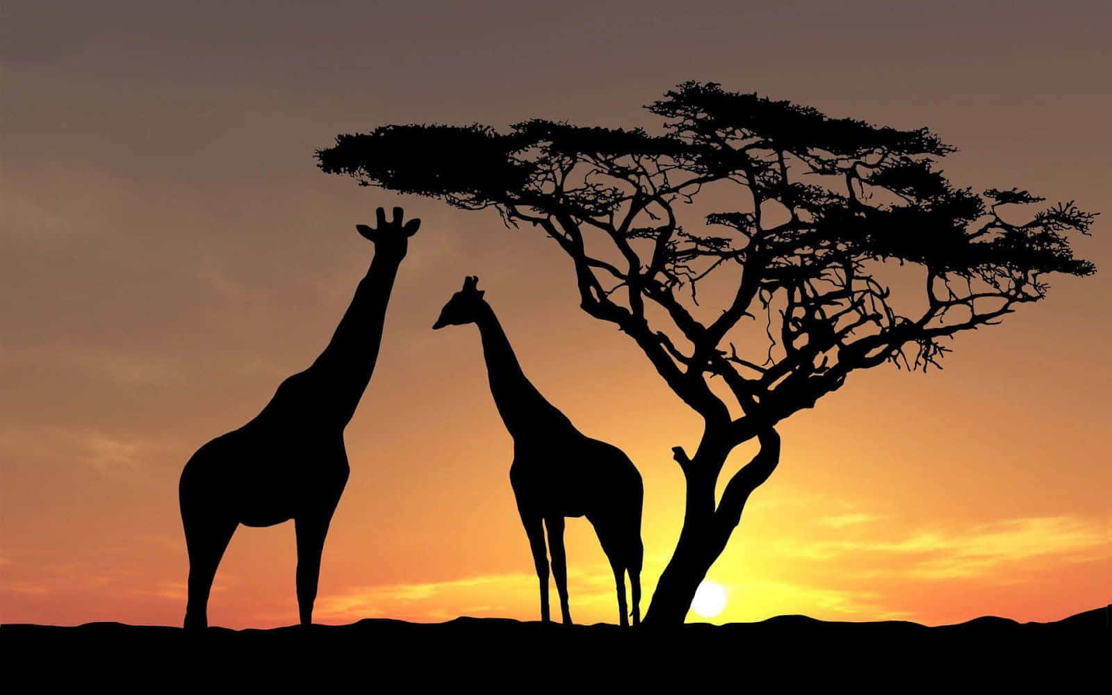 giraffes, acacia tree, fiery sunset sky, HD Desktop Wallpaper