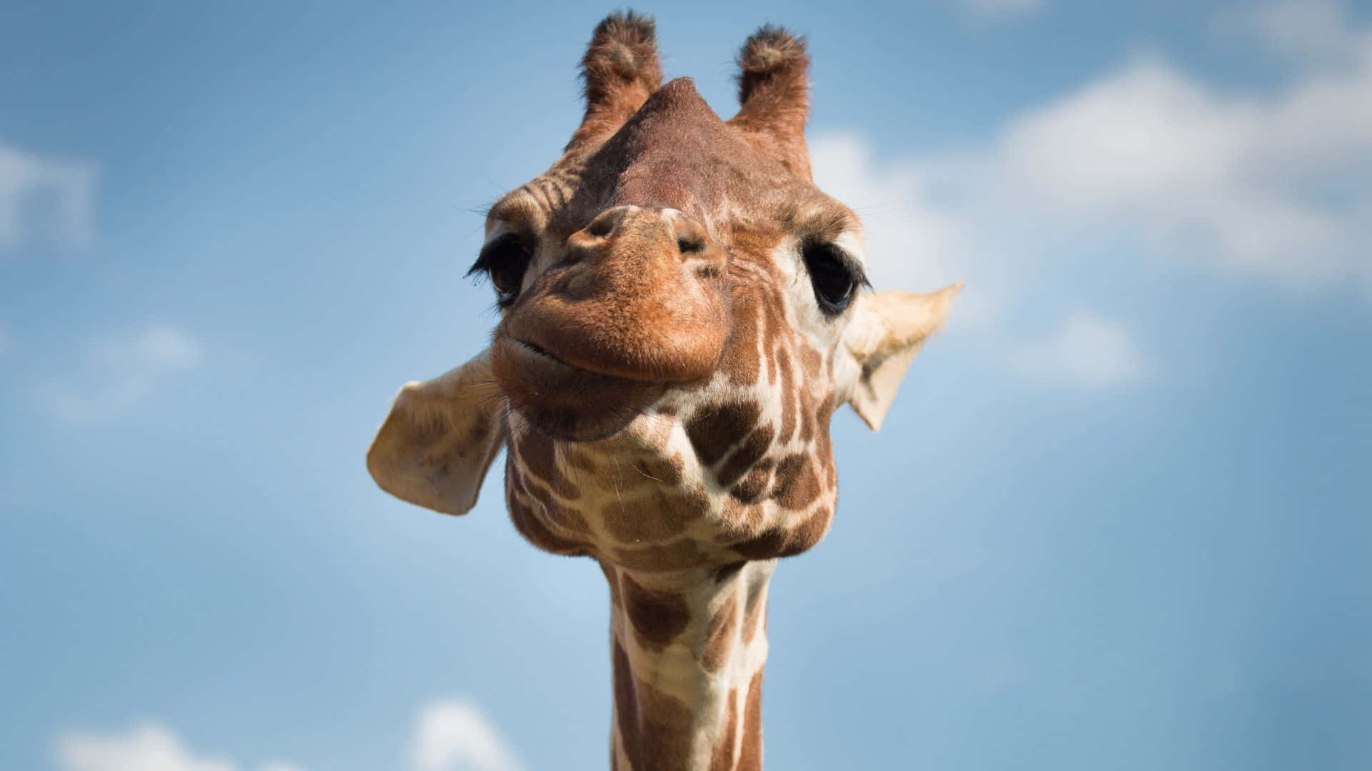 Funny Giraffe, bright blue sky, soft white clouds, Full HD Desktop Wallpaper