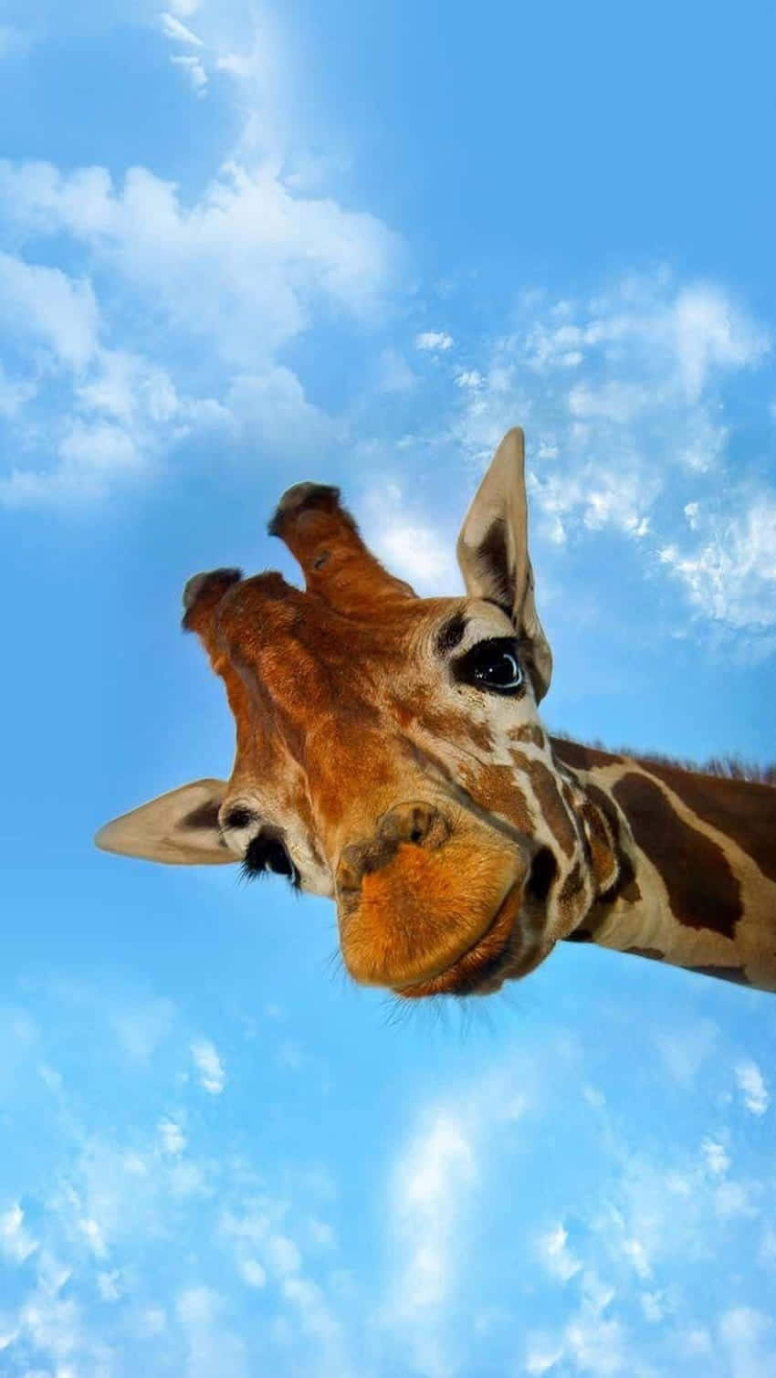 cute giraffe, bright blue sky, fluffy white clouds, HD Phone Wallpaper