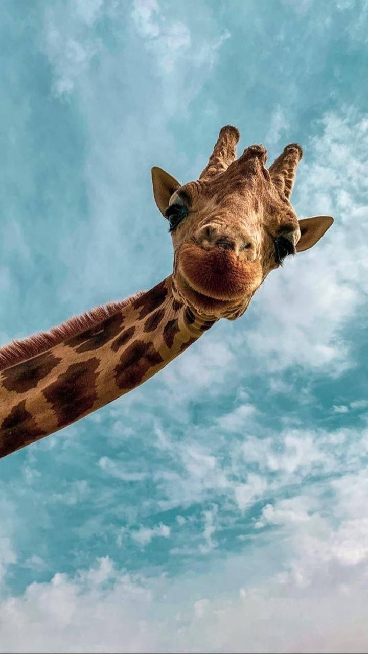 cute giraffe animal, vibrant blue sky, wispy white clouds, HD Phone Wallpaper