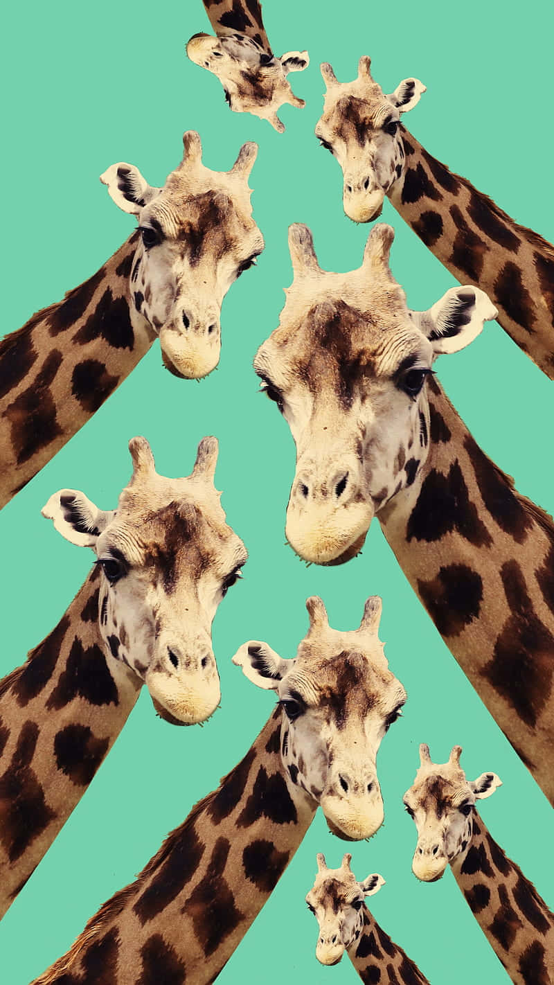 giraffe, teal background, graphic collage, HD Phone Wallpaper